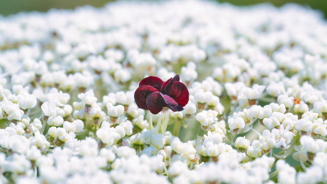 Wallpaper flowers, white, red, bloom