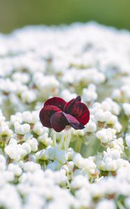 Preview wallpaper flowers, white, red, bloom