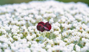 Preview wallpaper flowers, white, red, bloom