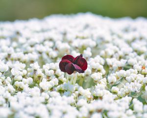 Preview wallpaper flowers, white, red, bloom