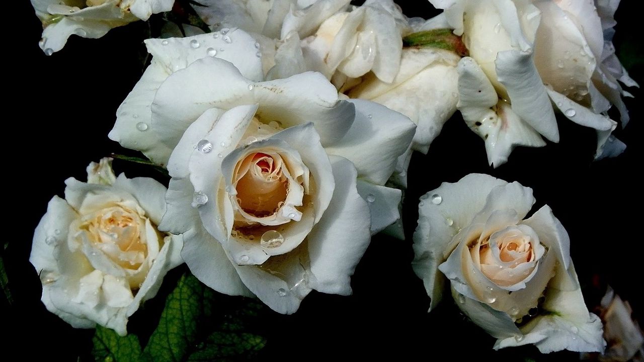 Wallpaper flowers, white, rose, drop