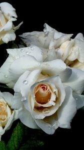 Preview wallpaper flowers, white, rose, drop