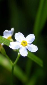 Preview wallpaper flowers, white, small, grass, herbs