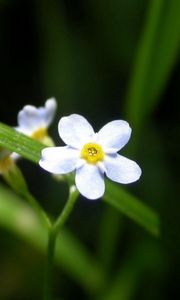 Preview wallpaper flowers, white, small, grass, herbs