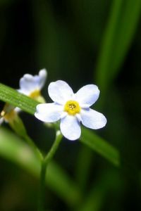 Preview wallpaper flowers, white, small, grass, herbs