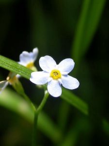 Preview wallpaper flowers, white, small, grass, herbs