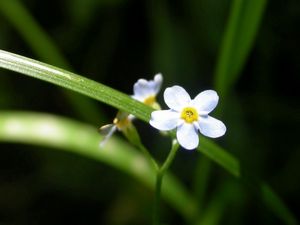 Preview wallpaper flowers, white, small, grass, herbs