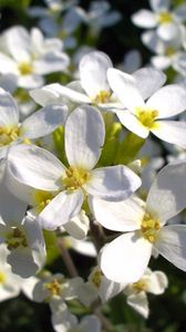 Preview wallpaper flowers, white, small, fragile