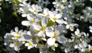 Preview wallpaper flowers, white, small, fragile