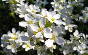 Preview wallpaper flowers, white, small, fragile