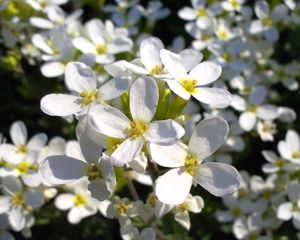 Preview wallpaper flowers, white, small, fragile