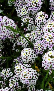 Preview wallpaper flowers, white, small, drop, green, close-up