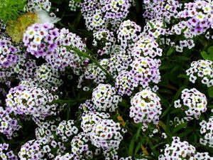 Preview wallpaper flowers, white, small, drop, green, close-up