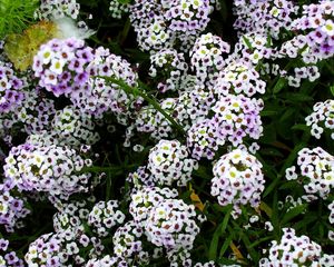 Preview wallpaper flowers, white, small, drop, green, close-up