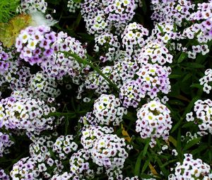 Preview wallpaper flowers, white, small, drop, green, close-up