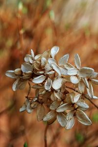 Preview wallpaper flowers, white, small, grass, dry