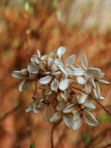 Preview wallpaper flowers, white, small, grass, dry