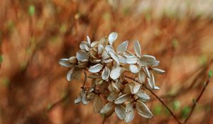 Preview wallpaper flowers, white, small, grass, dry