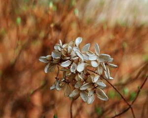 Preview wallpaper flowers, white, small, grass, dry