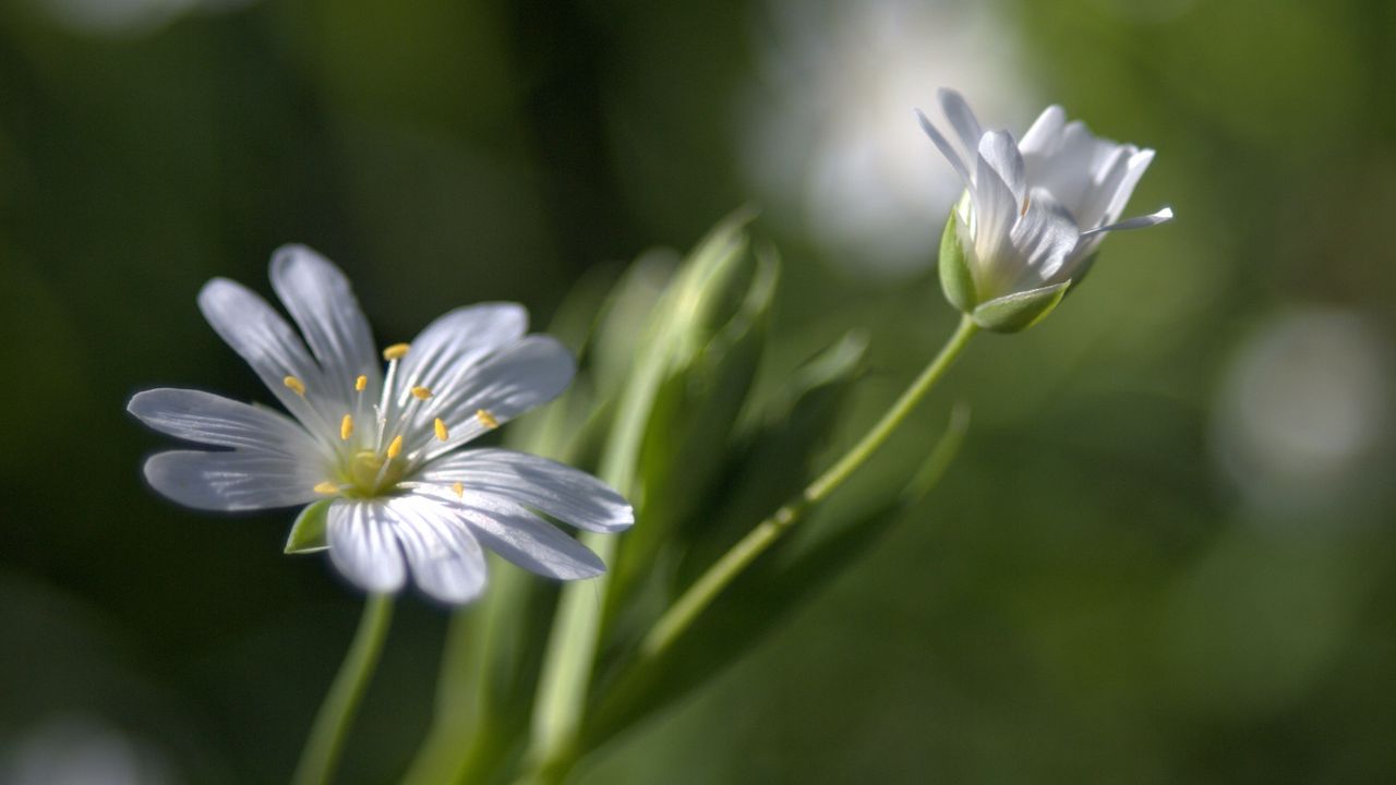 Wallpaper flowers, white, soft, spring