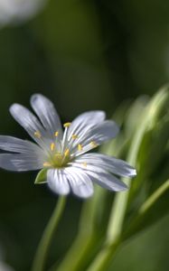 Preview wallpaper flowers, white, soft, spring