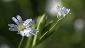 Preview wallpaper flowers, white, soft, spring