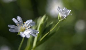 Preview wallpaper flowers, white, soft, spring