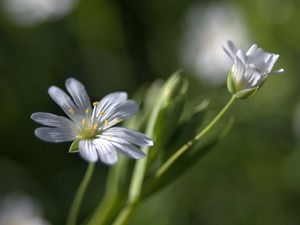 Preview wallpaper flowers, white, soft, spring