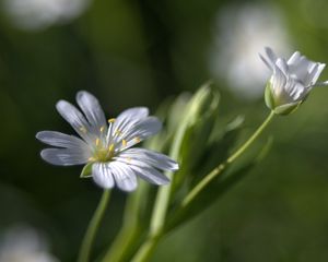 Preview wallpaper flowers, white, soft, spring