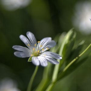 Preview wallpaper flowers, white, soft, spring