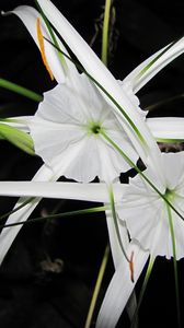 Preview wallpaper flowers, white, unusual, arrows, night