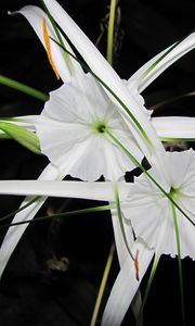 Preview wallpaper flowers, white, unusual, arrows, night