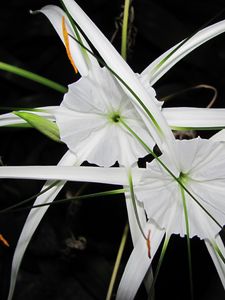 Preview wallpaper flowers, white, unusual, arrows, night