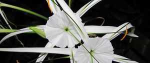 Preview wallpaper flowers, white, unusual, arrows, night