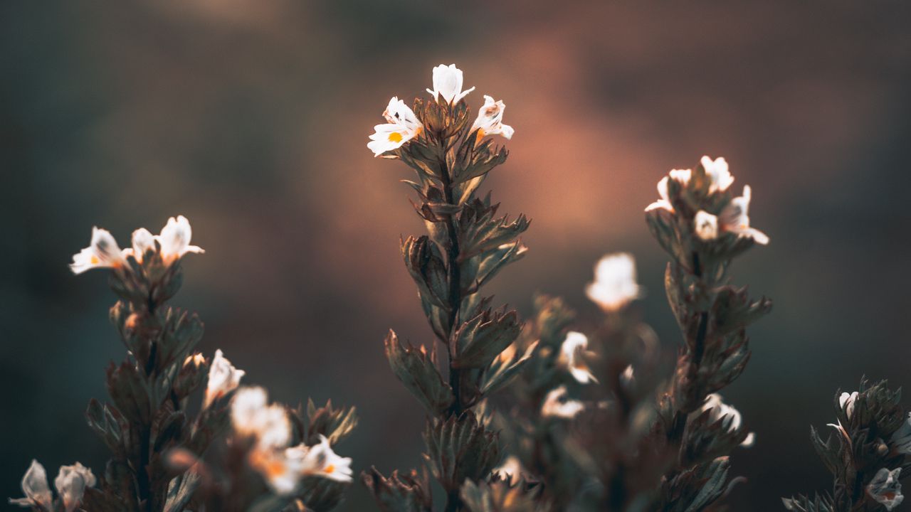 Wallpaper flowers, wild flowers, blur