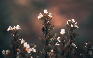 Preview wallpaper flowers, wild flowers, blur