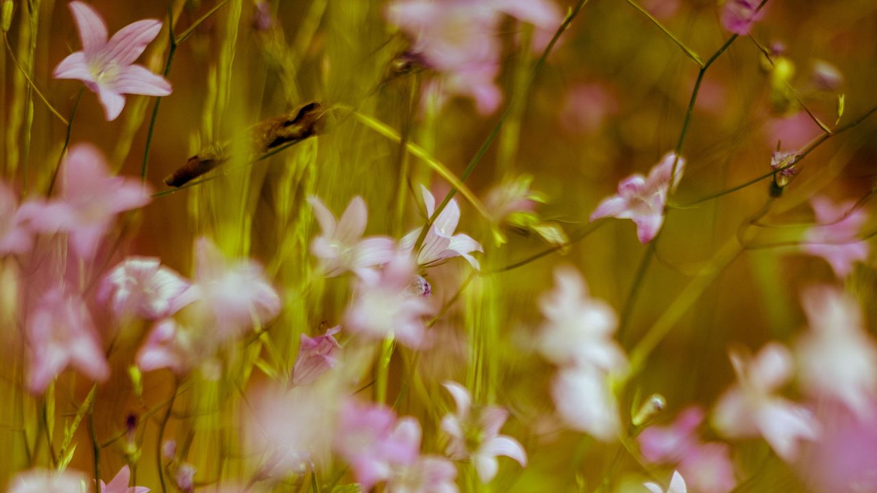 Wallpaper flowers, wild flowers, blur, pink