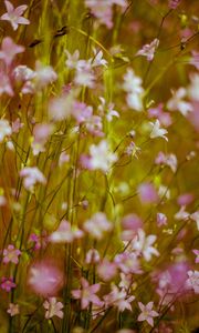 Preview wallpaper flowers, wild flowers, blur, pink