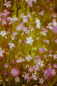 Preview wallpaper flowers, wild flowers, blur, pink