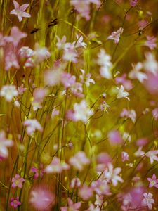 Preview wallpaper flowers, wild flowers, blur, pink