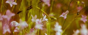 Preview wallpaper flowers, wild flowers, blur, pink