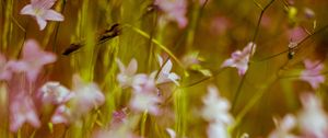 Preview wallpaper flowers, wild flowers, blur, pink