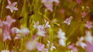 Preview wallpaper flowers, wild flowers, blur, pink