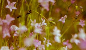 Preview wallpaper flowers, wild flowers, blur, pink