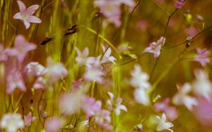 Preview wallpaper flowers, wild flowers, blur, pink