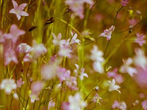 Preview wallpaper flowers, wild flowers, blur, pink