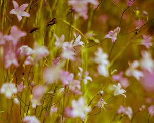 Preview wallpaper flowers, wild flowers, blur, pink