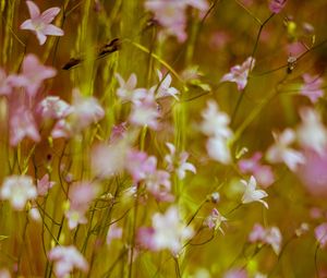 Preview wallpaper flowers, wild flowers, blur, pink