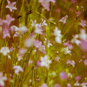 Preview wallpaper flowers, wild flowers, blur, pink