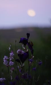 Preview wallpaper flowers, wild flowers, blur, nature